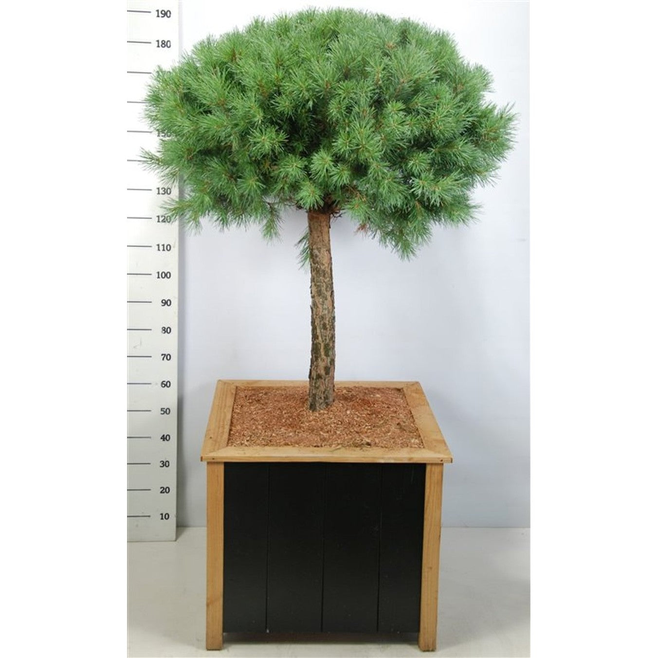 Tall – Pinus sylvestris 'Watereri' - 80 CM Stem Cont.